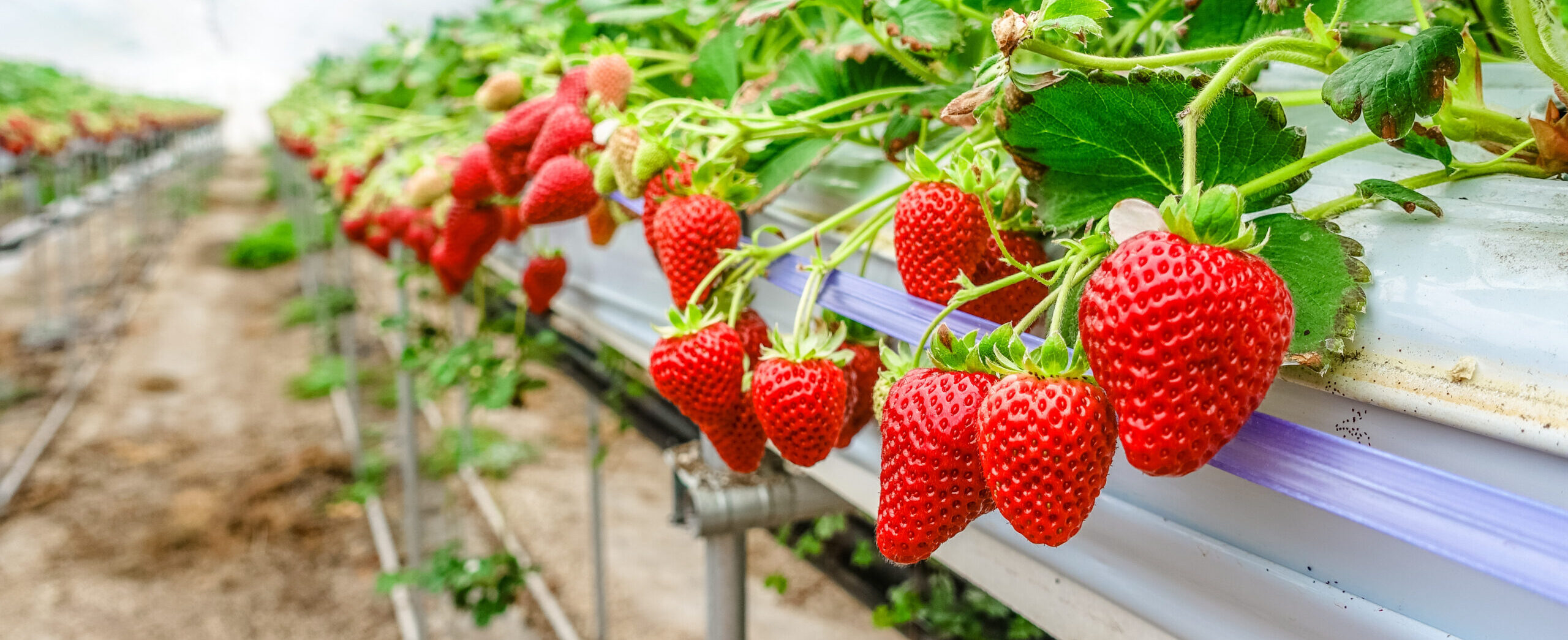 Smart Farming, Sweet Returns
