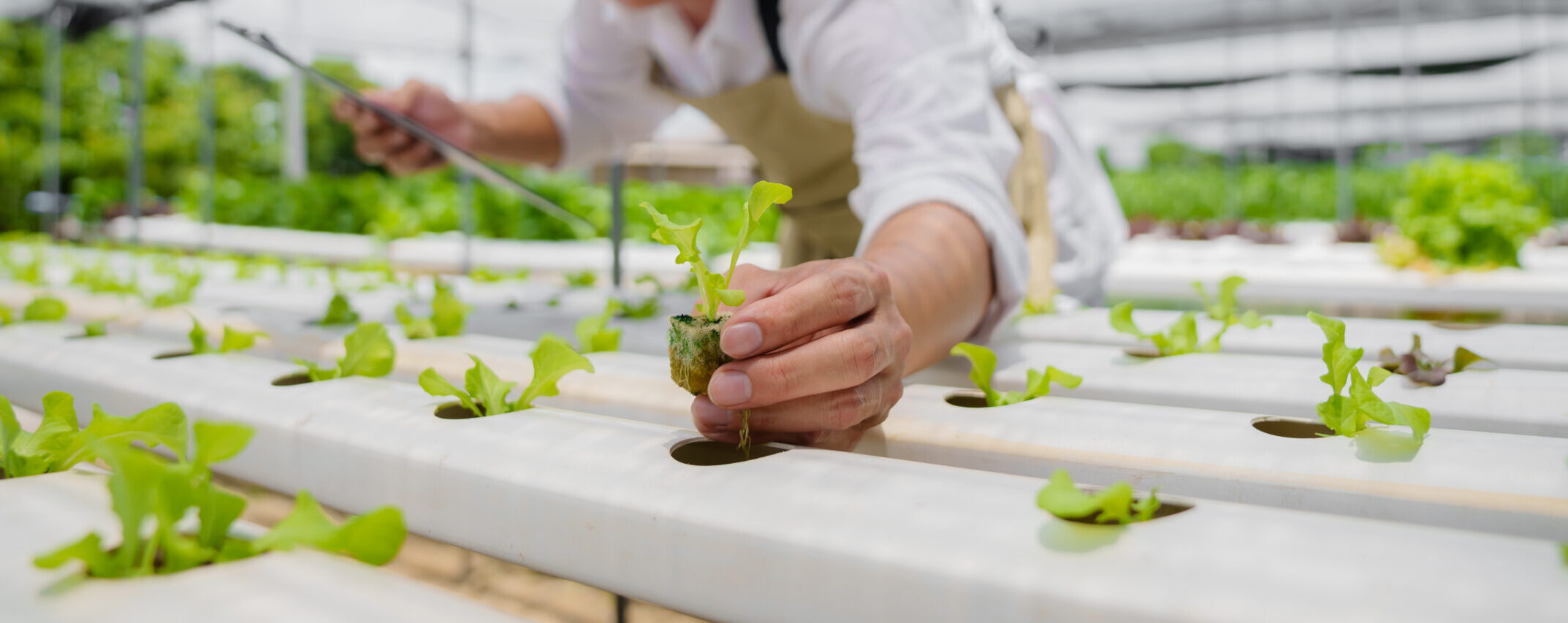 Hydroponic Farming, Naturally Boosted