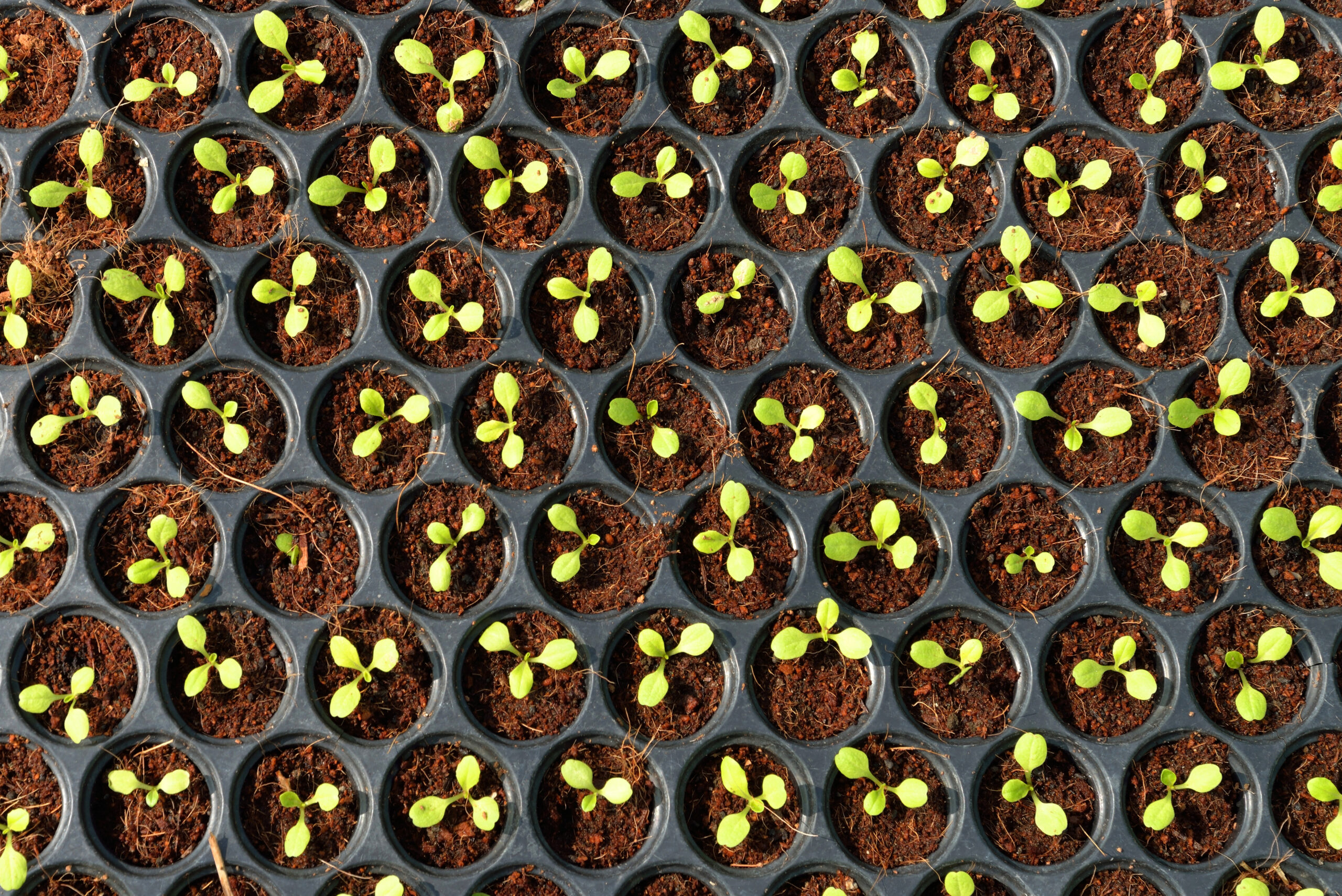 Biodegradable Beauty For Every Seedling